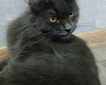 Кошки в Мур: Кошка мейн-кун Девочка, 21 999 руб. - фото 1