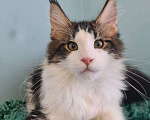 Кошки в Самаре: Котенок породы Мейн-кун, MCO male Lord, color n 03 22 Мальчик, 35 000 руб. - фото 2