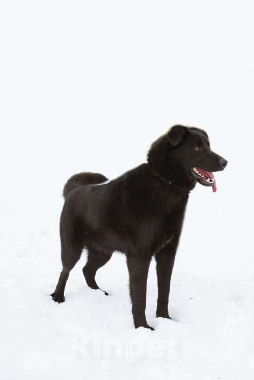 Собаки в Люберцах: Ищет дом активный Блэкки Мальчик, Бесплатно - фото 5