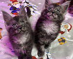 Кошки в Петергофе: Девочки близняшки Девочка, 45 000 руб. - фото 4