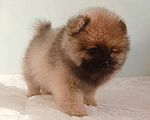 Собаки в Москве: Померанский шпиц,девочка Девочка, 25 000 руб. - фото 10