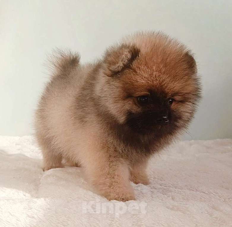 Собаки в Москве: Померанский шпиц,девочка Девочка, 25 000 руб. - фото 10