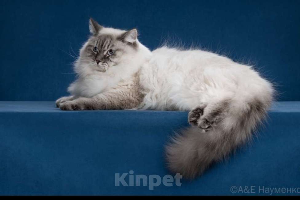 Кошки в Москве: Сибирский (Невский Маскарадный)  котенок) Мальчик, Бесплатно - фото 3