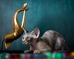 Кошки в Москве: Купить котенка Девон - рекс. ЧУдесная девочка  черепашка для вас. Девочка, Бесплатно - фото 3