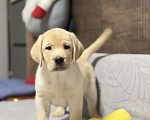 Собаки в других городах Московской области: Щенок лабрадора Мальчик, 80 000 руб. - фото 2