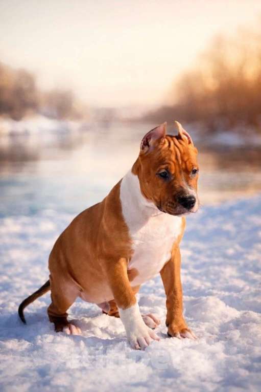 Собаки в Москве: Красивый мальчик амстаффа Мальчик, 60 000 руб. - фото 3