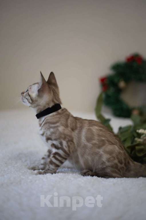 Кошки в Нижнекамске: Атлас Мальчик, Бесплатно - фото 9