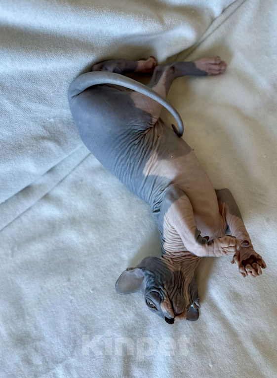 Кошки в Москве: Мальчик канадского сфинкса Мальчик, 45 000 руб. - фото 10