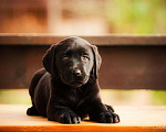 Собаки в Москве: Щенок лабрадора,девочка мальчик чёрный РКФ Мальчик, 50 000 руб. - фото 9