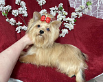 Собаки в Москве: Подрощенный йорк девочка мини голубоглазая Девочка, 100 000 руб. - фото 3