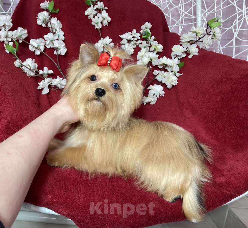 Собаки в Москве: Подрощенный йорк девочка мини голубоглазая Девочка, 100 000 руб. - фото 3