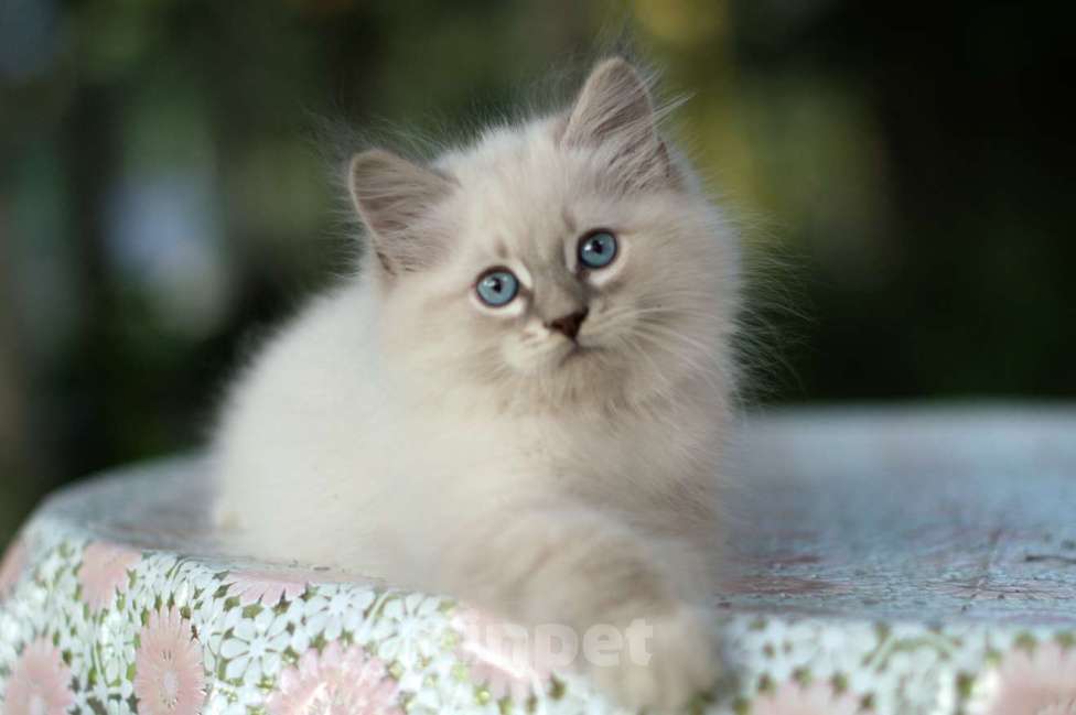 Кошки в Санкт-Петербурге: невский маскарадный мальчик Мальчик, Бесплатно - фото 2