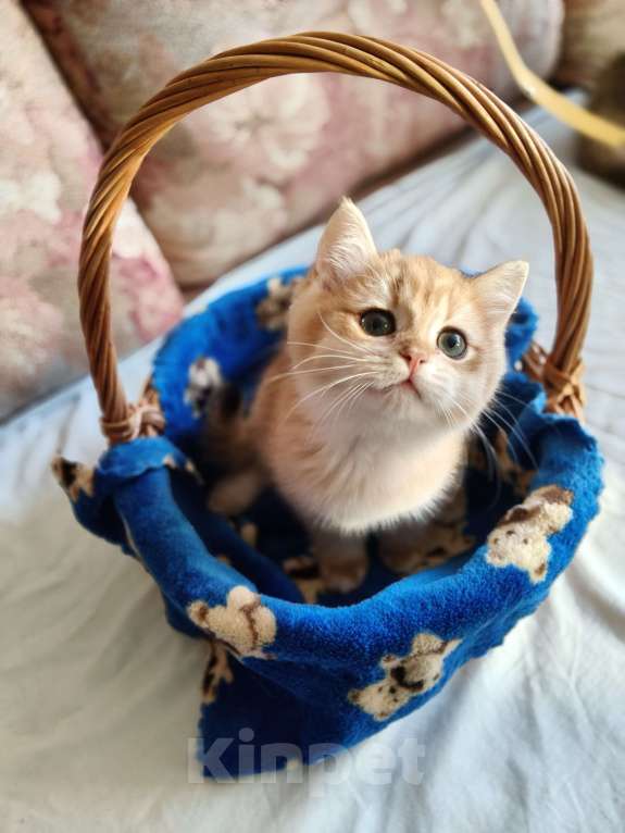 Кошки в Санкт-Петербурге: Продаются чистокровные котята британской шиншиллы Мальчик, Бесплатно - фото 4
