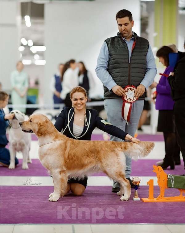 Собаки в Санкт-Петербурге: Чудесные  щенки Золотистый ретривер Мальчик, 60 000 руб. - фото 5