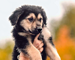Собаки в Москве: Щенок в добрые руки Девочка, 1 руб. - фото 2