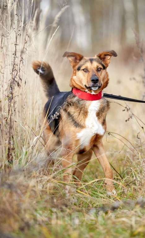 Собаки в Москве: Кристи. Собака-улыбака из приюта Девочка, Бесплатно - фото 2