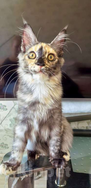 Кошки в Краснодаре: ОЛИВИЯ Девочка, 45 000 руб. - фото 6