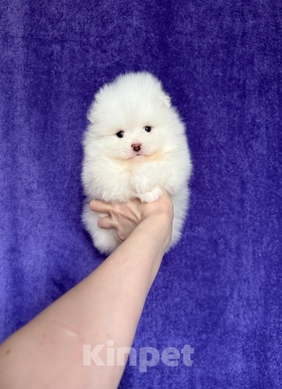 Собаки в Москве: Белая Девочка Девочка, 30 000 руб. - фото 1