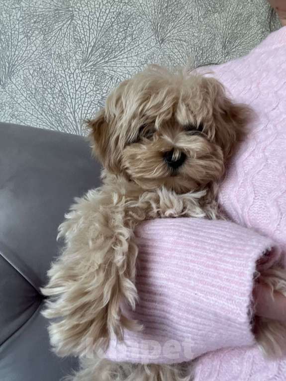 Собаки в Москве: Мальчик мальтипу f1 мини Мальчик, 65 000 руб. - фото 5