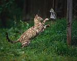 Кошки в Красном Севшем: Бенгальский подрощенный котенок Мальчик, Бесплатно - фото 3