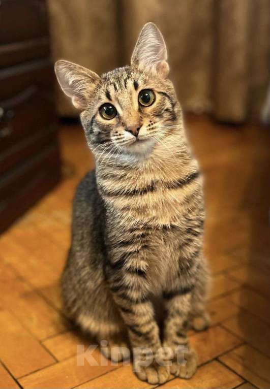 Кошки в Москве: Котенок в добрые руки Мальчик, Бесплатно - фото 1