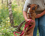 Собаки в Ногинске: Диночка - метис француза в поисках семьи Девочка, Бесплатно - фото 9