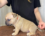 Собаки в Воронеже: Американский булли щенки Разнополые, 130 руб. - фото 7