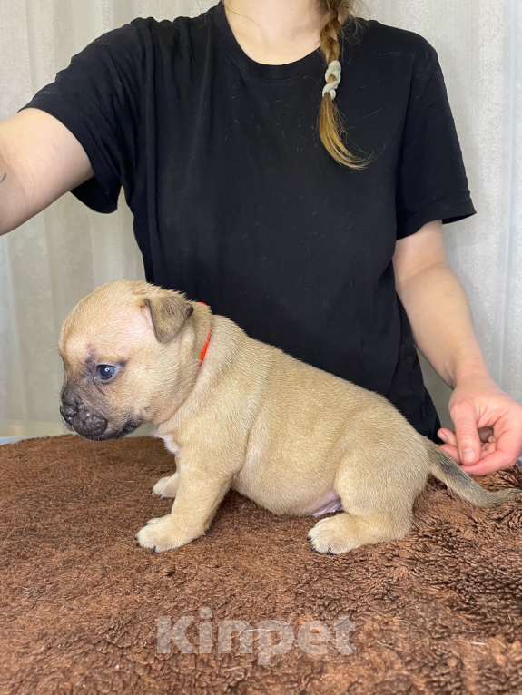 Собаки в Воронеже: Американский булли щенки Разнополые, 130 руб. - фото 7