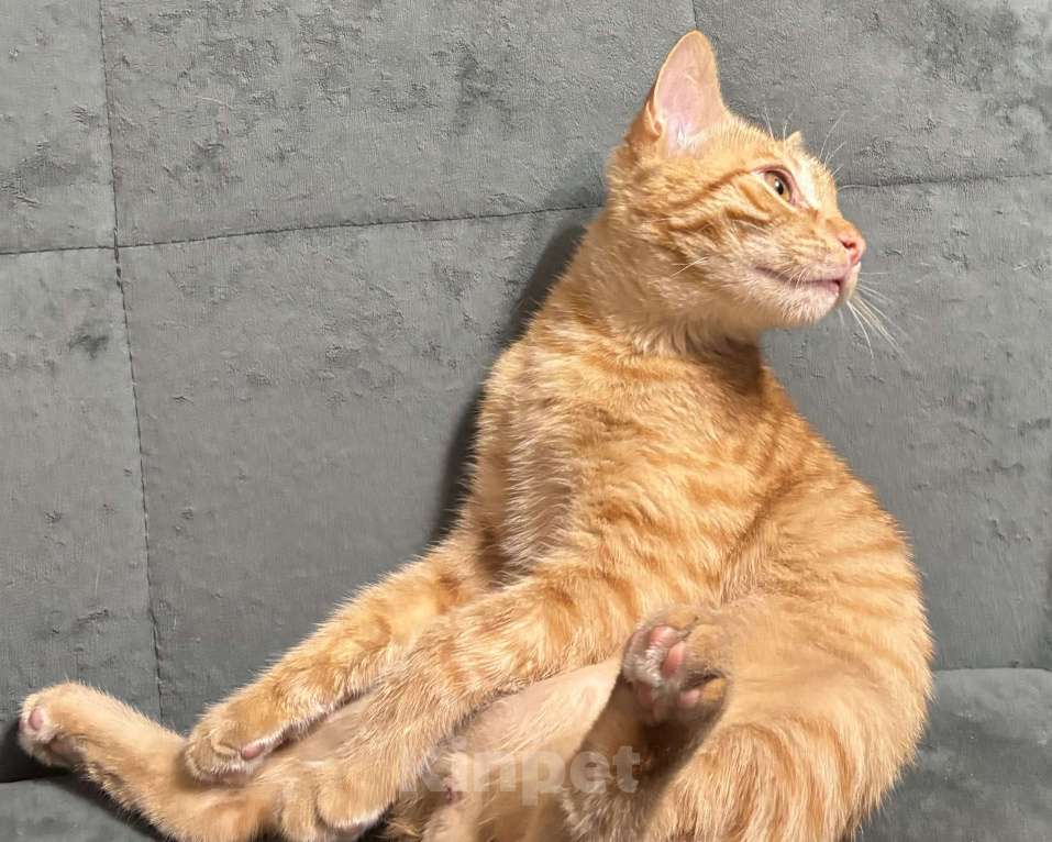 Кошки в других городах Московской области: Потерялся рыжий котик-подросток Мальчик, 1 руб. - фото 3