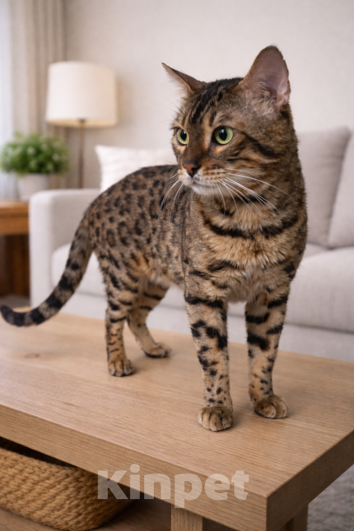 Кошки в Санкт-Петербурге: Сеньор Пушкевич ищет себе хозяина Мальчик, Бесплатно - фото 3