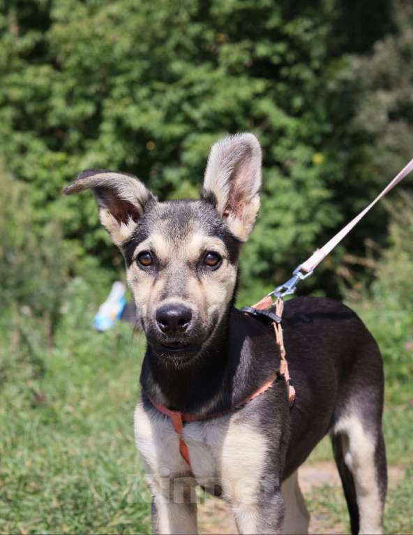 Собаки в Москве: Холли нужен дом  Девочка, Бесплатно - фото 2