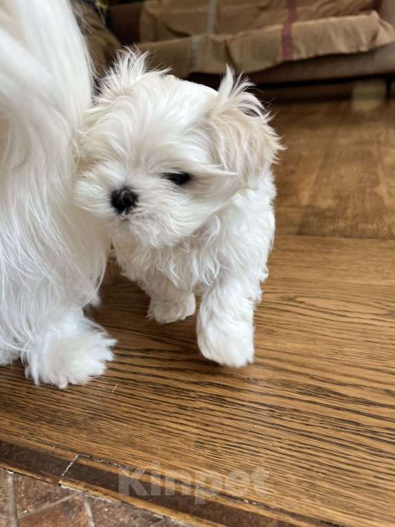 Собаки в других городах Московской области: Щенок мальтийской болонки Мальчик, 150 000 руб. - фото 2