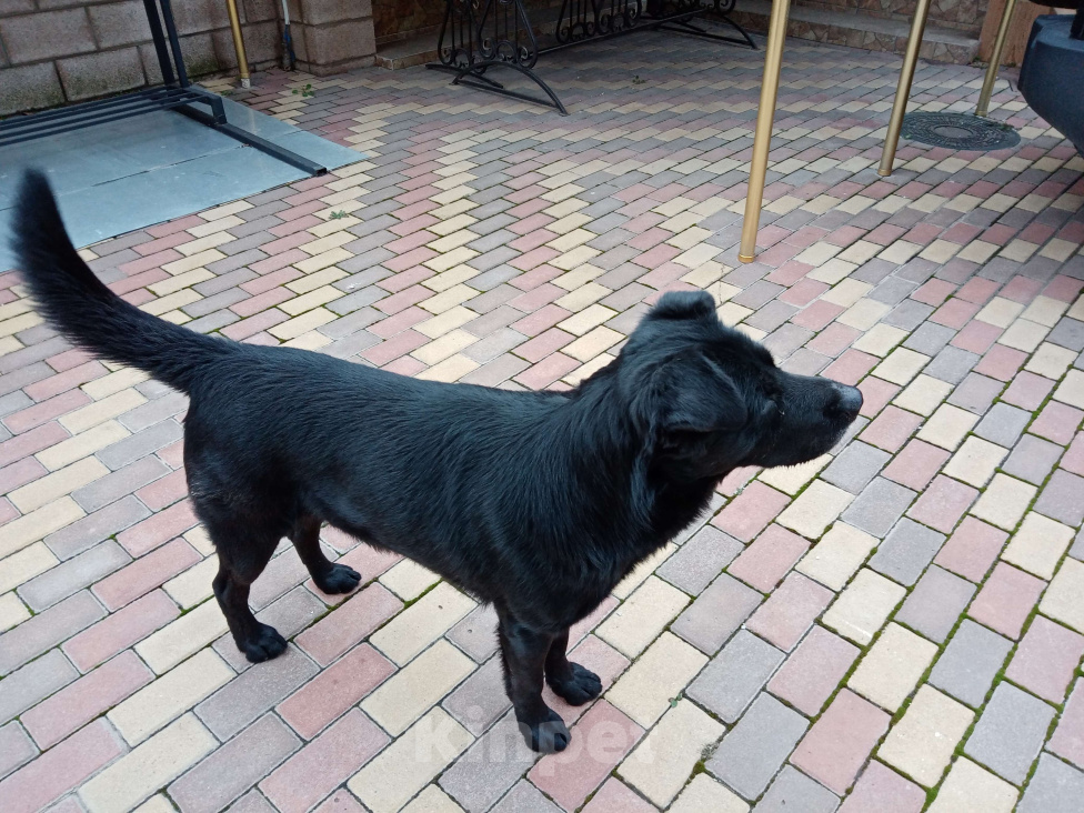 Собаки в Симферополе: Найден лабрадор Мальчик, 1 руб. - фото 1