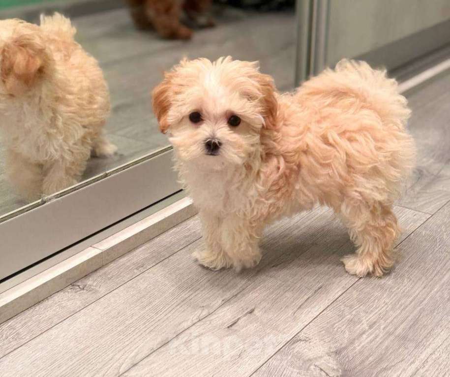 Собаки в Мытищах: Мальтипу F1 Девочка, 100 000 руб. - фото 3