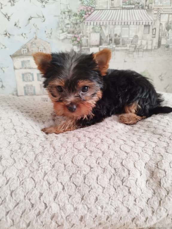 Собаки в других городах Московской области: Малыш Абрамчик йоркширский терьер беби фейс Мальчик, 35 000 руб. - фото 4