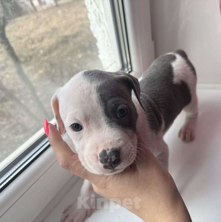 Собаки в других городах Московской области: Очаровательная девочка  Девочка, 40 000 руб. - фото 5