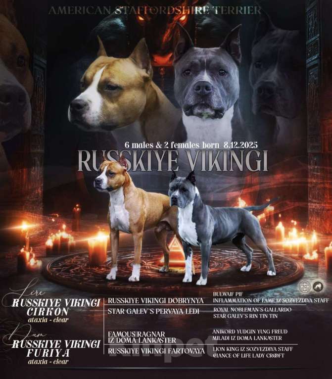 Собаки в Москве: Щенок американского стаффордширского терьера! ???? Мальчик, 75 000 руб. - фото 3