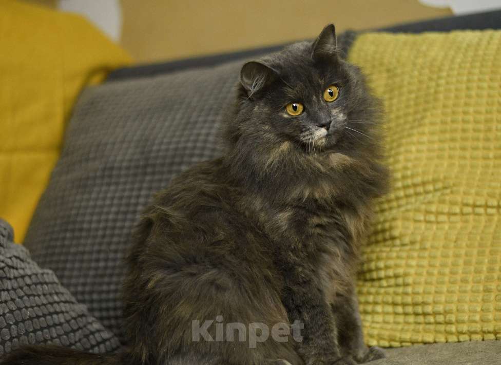 Кошки в Москве: кошка Хлоя в добрые руки Девочка, Бесплатно - фото 4