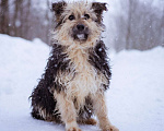 Собаки в Москве: Миниатюрный бородатик в добрые руки Мальчик, Бесплатно - фото 6