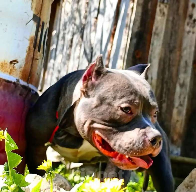 Собаки в Боровске: Американский булли ищет невесту Мальчик, Бесплатно - фото 3