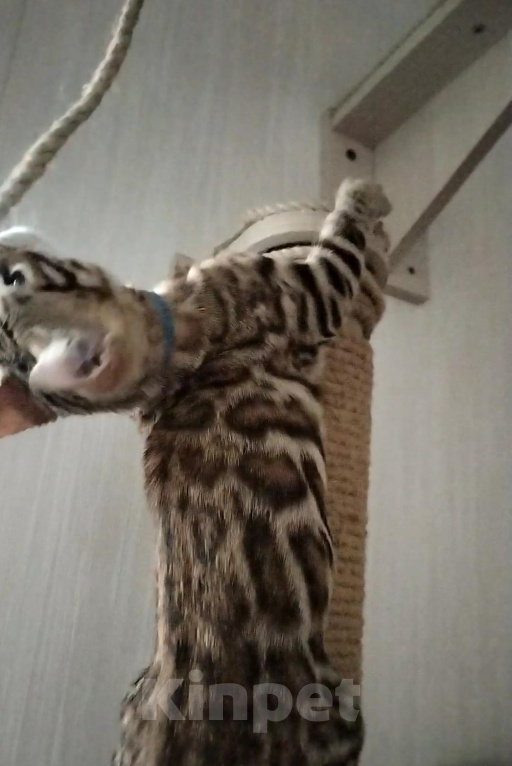 Кошки в Барнауле: Бенгальские котята Девочка, 9 000 руб. - фото 2