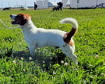 Собаки в Брянске: Вязка Джек Рассел Терьер  Мальчик, 40 000 руб. - фото 1