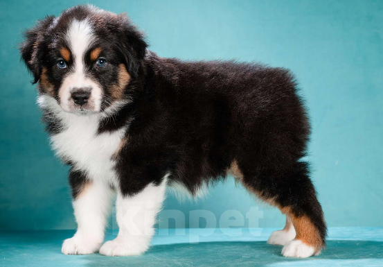 Собаки в других городах Московской области: Австралийская овчарка, щенок Девочка, 80 000 руб. - фото 4