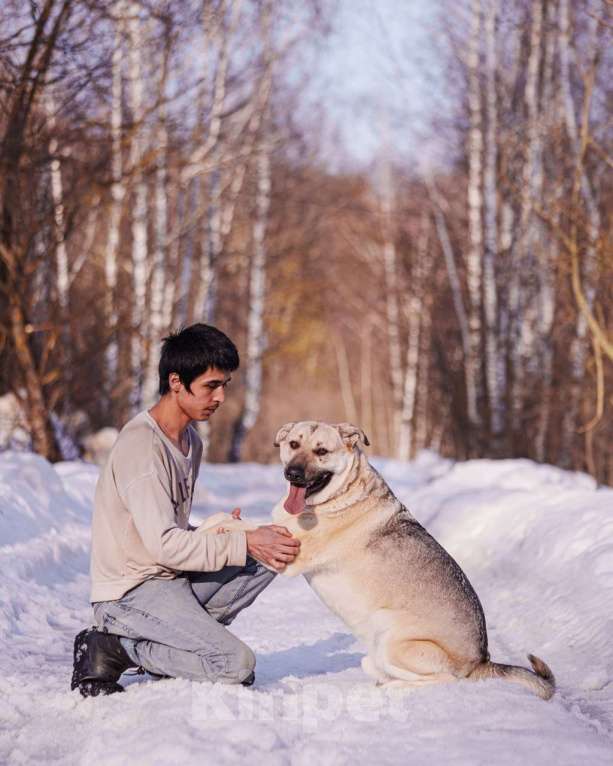 Собаки в других городах Московской области: Два веселых брата в поиске дома и любящих хозяев Мальчик, Бесплатно - фото 10