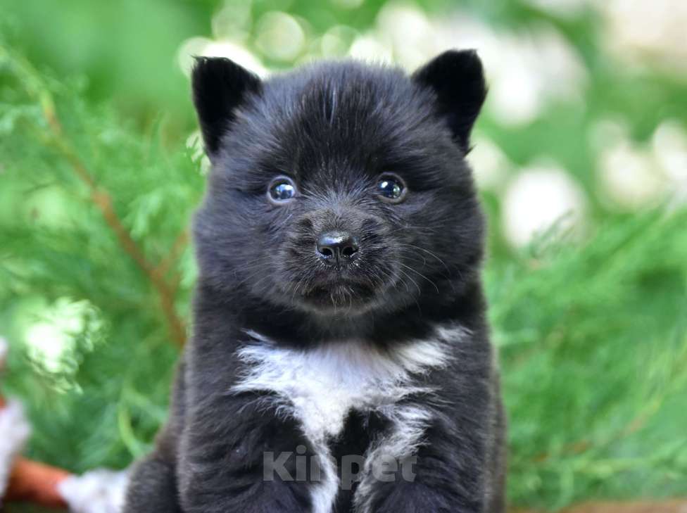 Собаки в Москве: Ненецкая оленегонная лайка, сука Ени-Кижи. Девочка, 60 000 руб. - фото 1