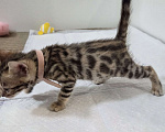 Кошки в Красногорске: Бенгальские малыши  Девочка, 30 000 руб. - фото 9