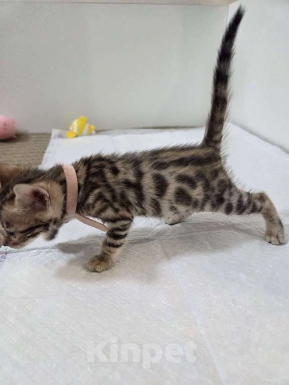Кошки в Красногорске: Бенгальские малыши  Девочка, 30 000 руб. - фото 9