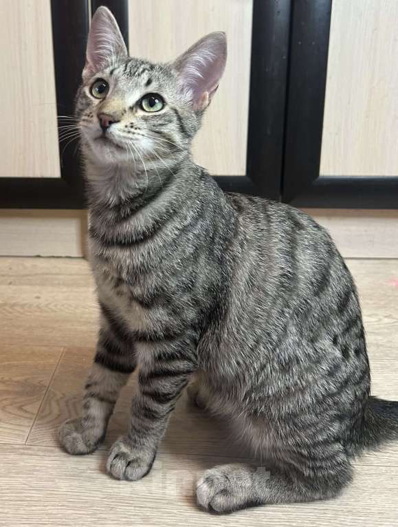 Кошки в Мурином: Котёнок подросток Бэм продолжает искать хозяна Мальчик, Бесплатно - фото 1