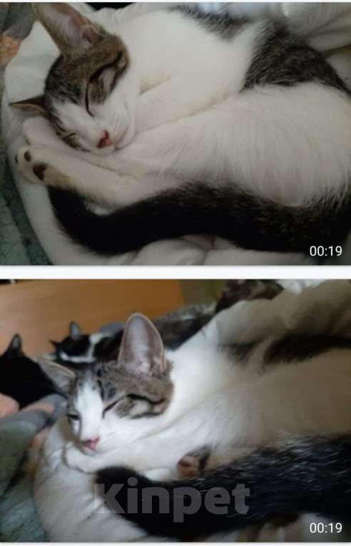 Кошки в Москве: Котята всех окрасов в добрые руки Мальчик, 1 руб. - фото 4