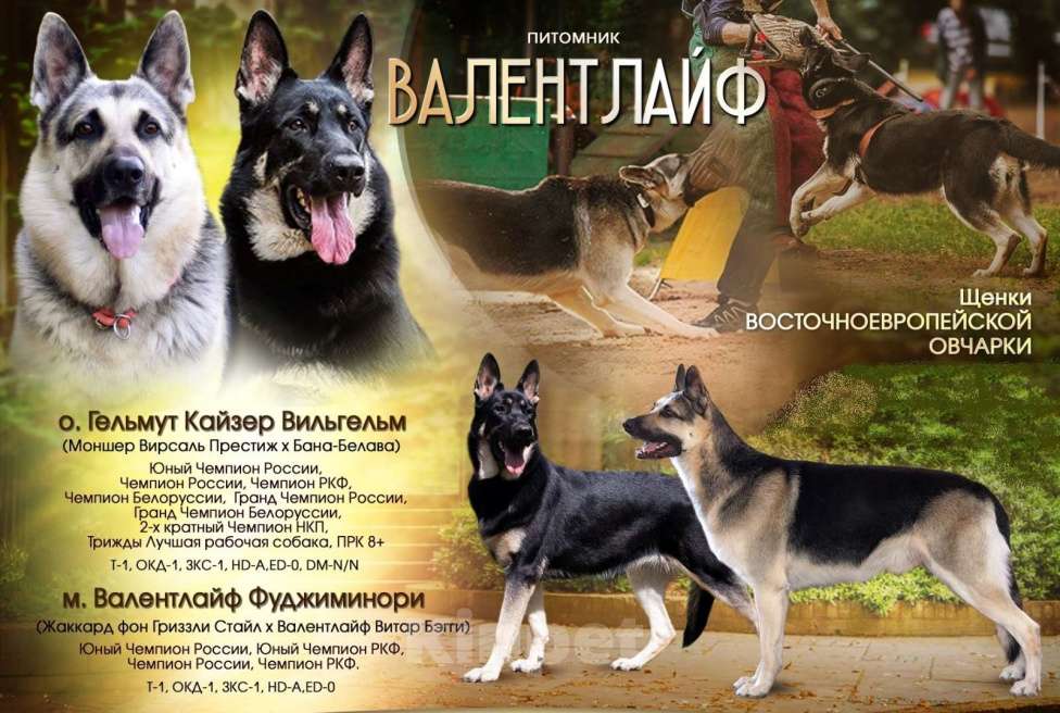 Собаки в Москве: Щенки ВЕО от Победителей Разнополые, Бесплатно - фото 1